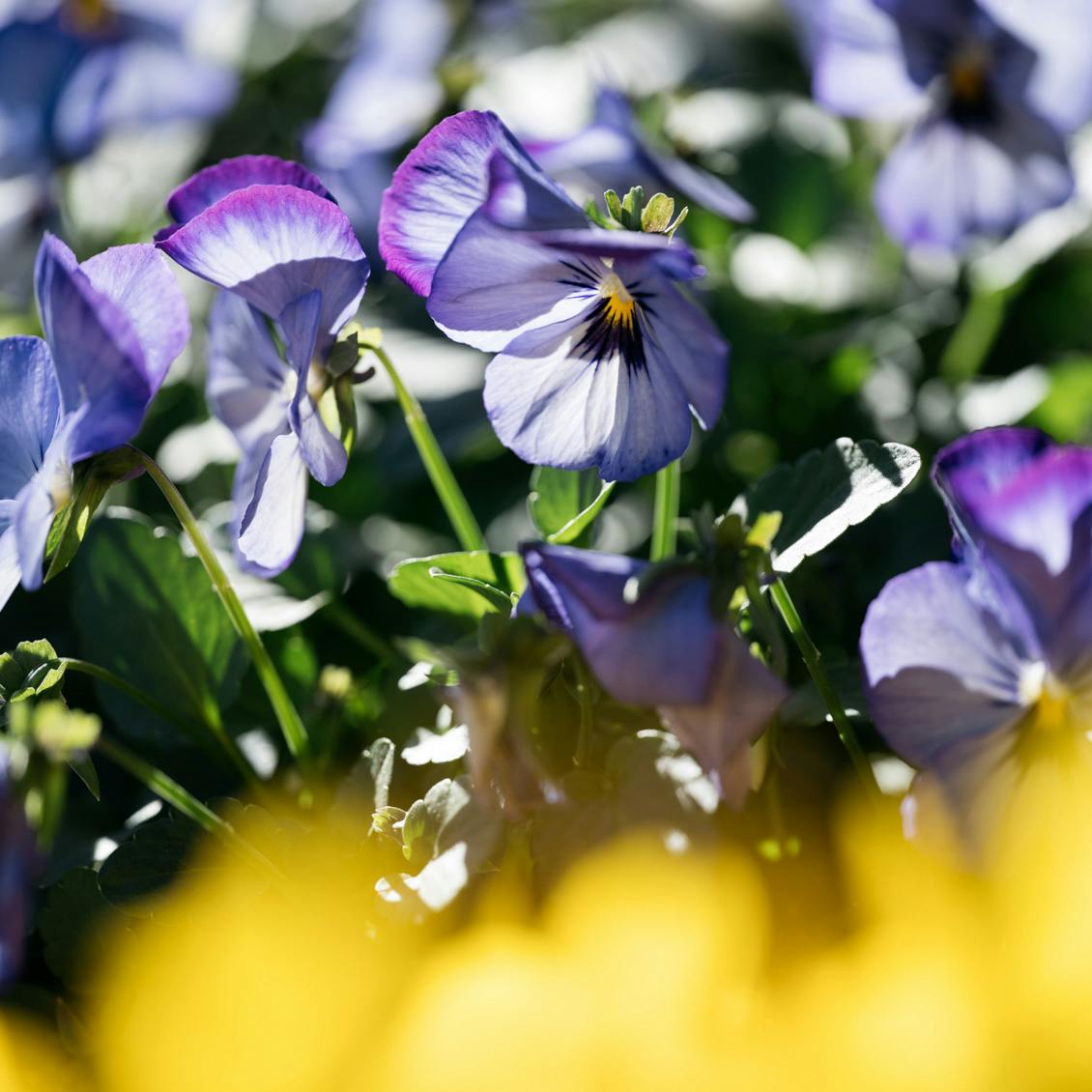 【わたしのケアの物語】前編：思い通りにならない身体を受け入れる。難病の母と読んだ「不思議の国のアリス」