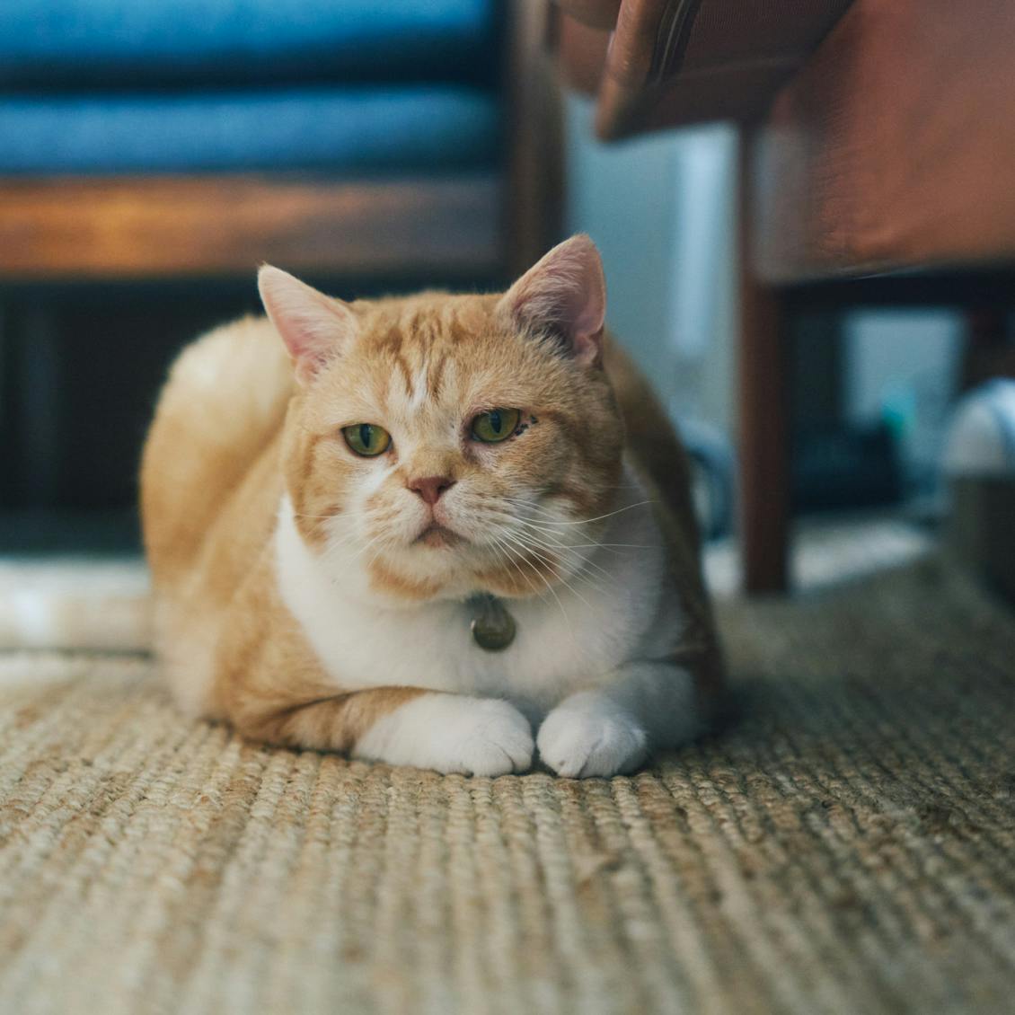 猫と暮らす日々】前編：元保護猫「こまお」を迎えて4年。OZ VINTAGEの