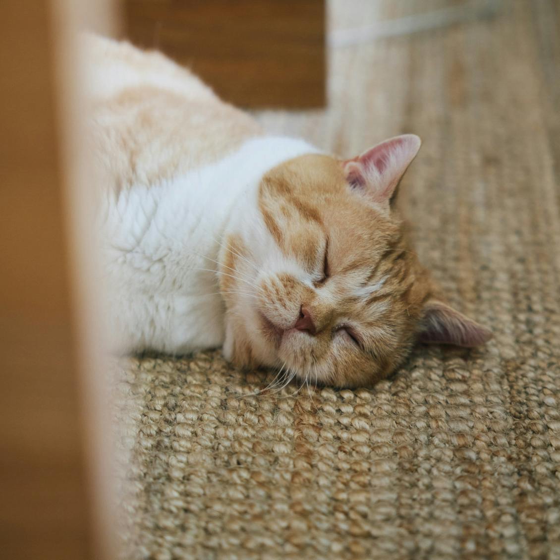 猫と暮らす日々】前編：元保護猫「こまお」を迎えて4年。OZ VINTAGEの