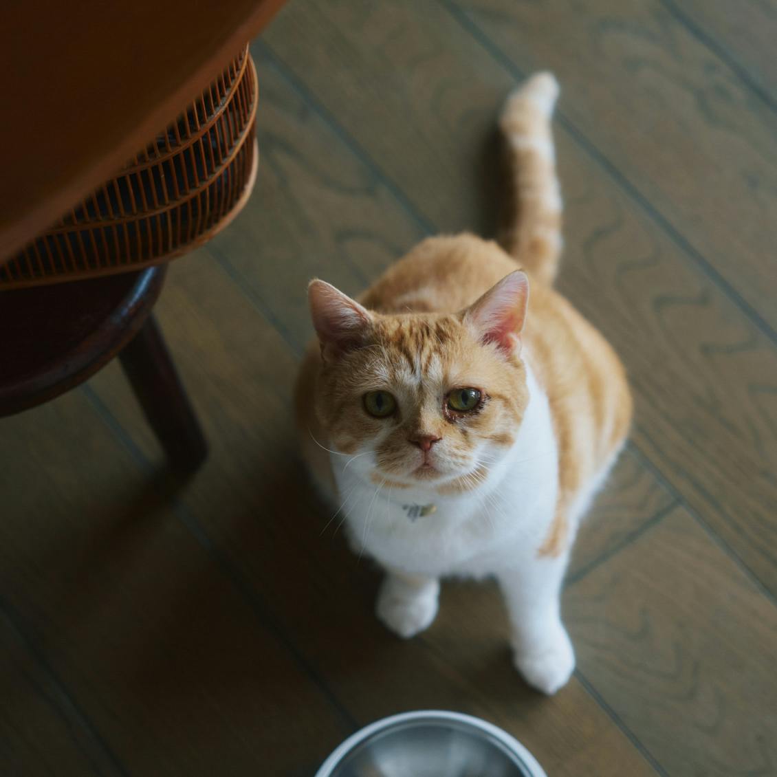 猫と暮らす日々】前編：元保護猫「こまお」を迎えて4年。OZ VINTAGEの