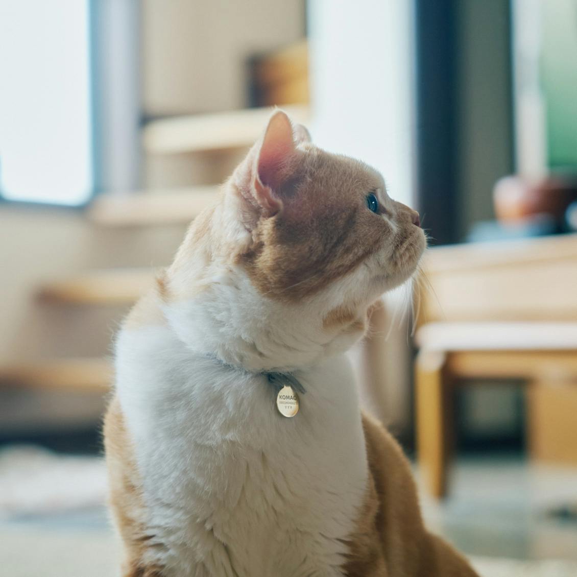 猫と暮らす日々】後編：「こまおがいるから早く家に帰りたい」と思う