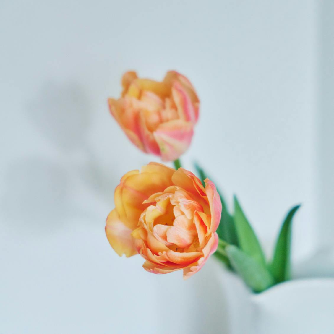 【大平一枝さん特別エッセイ】大人の肌育ては一生もの。「がんばってきた私の肌」