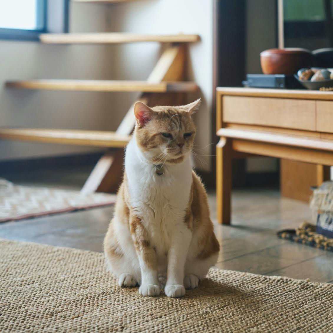 猫と暮らす日々】後編：「こまおがいるから早く家に帰りたい」と思う