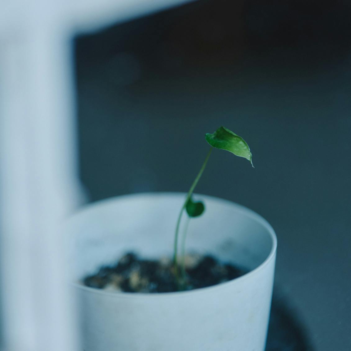 【本を読むということ】第3話：文字を通じて、他者が他者ではなくなっていくとき。本は平和につながる