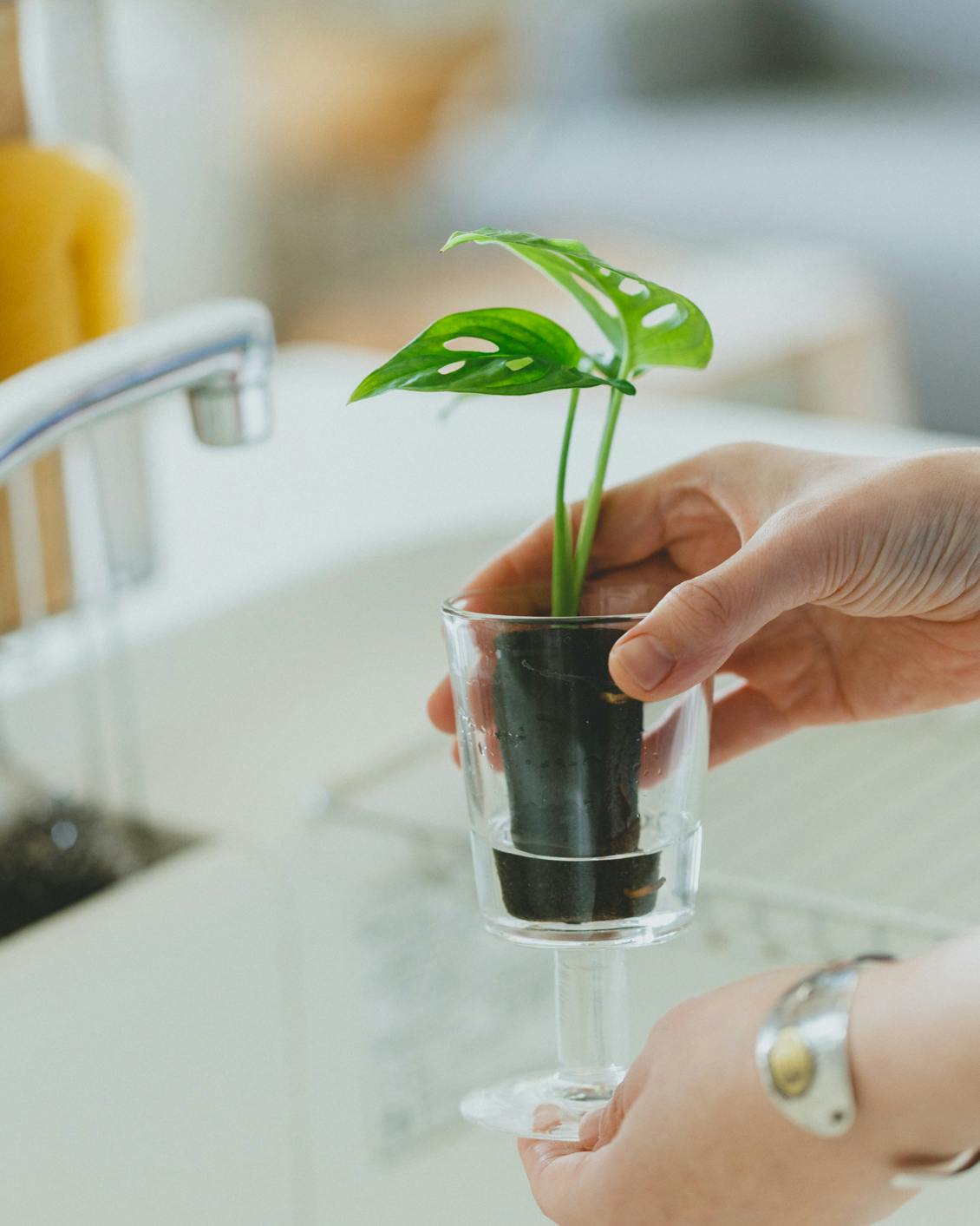 土いらずのグリーンがポストに届く。&Greenでつくる、植物のある