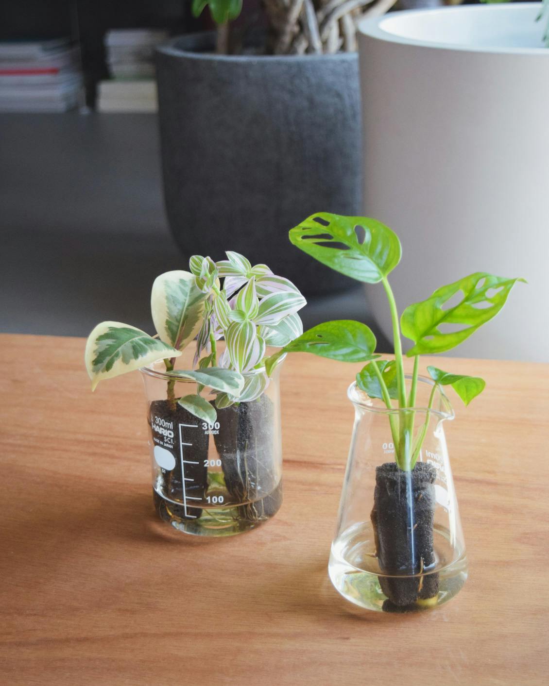 土いらずのグリーンがポストに届く。&Greenでつくる、植物のある暮らし