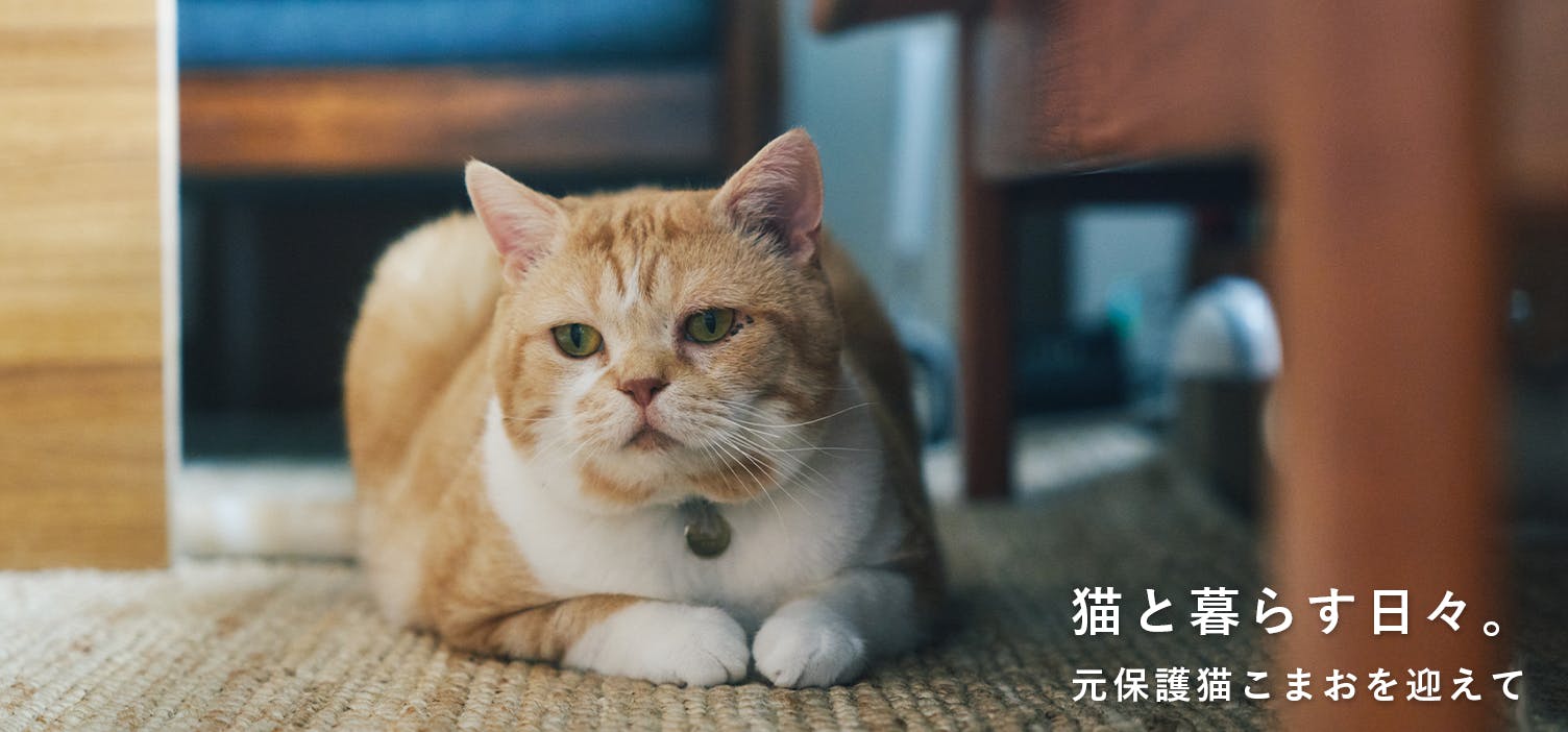 猫と暮らす日々