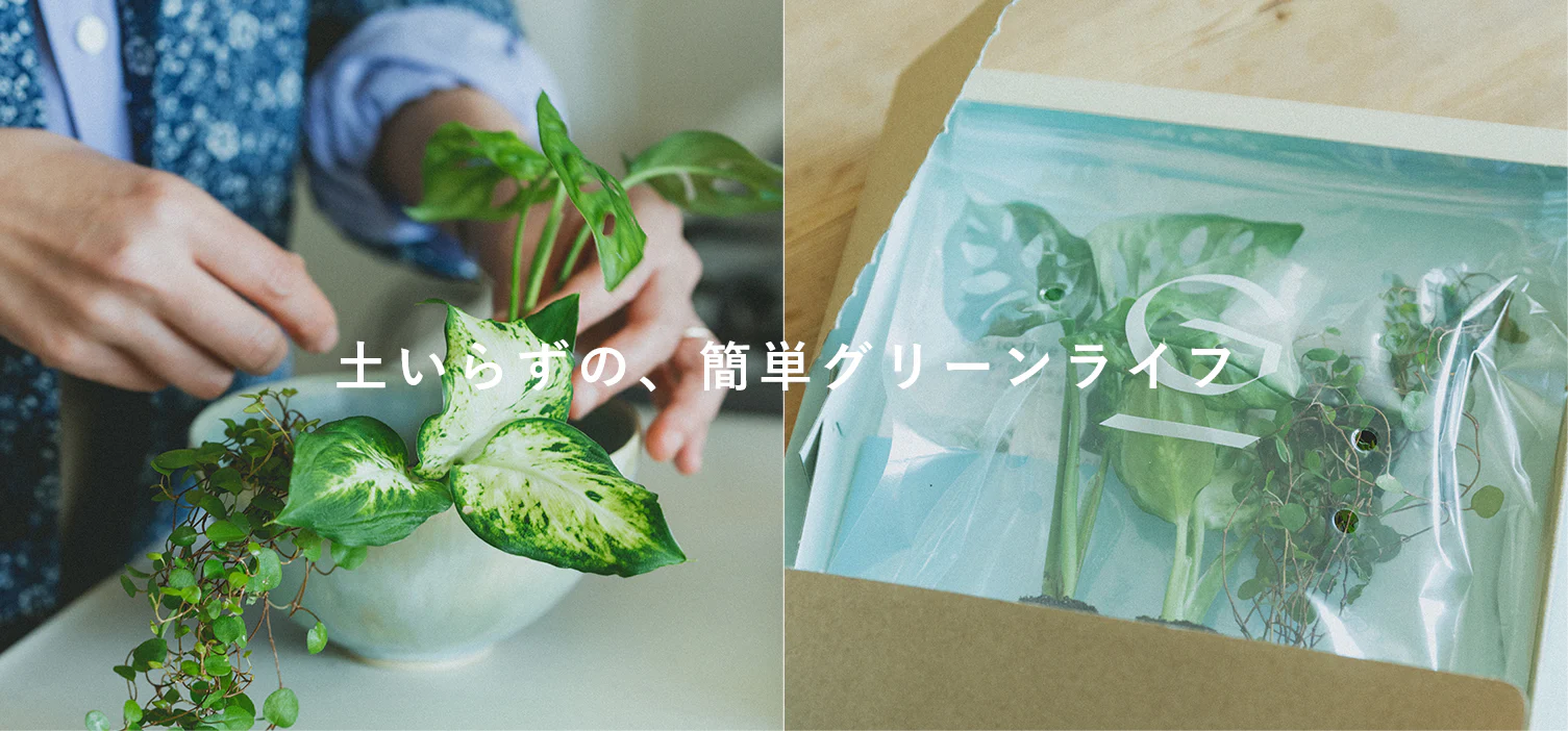 土いらずの、簡単グリーン[SPONSORED]