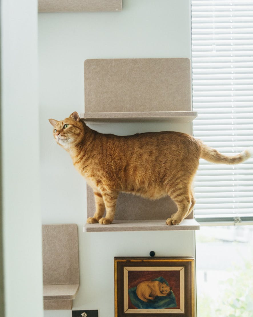 シンプルで簡単。壁につけるマグネット脱着式の猫壁をオルネ ド